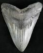Fossil Megalodon Tooth - South Carolina #28410-1